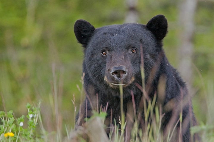 Schwarzbr Ursus americanus Black Bear